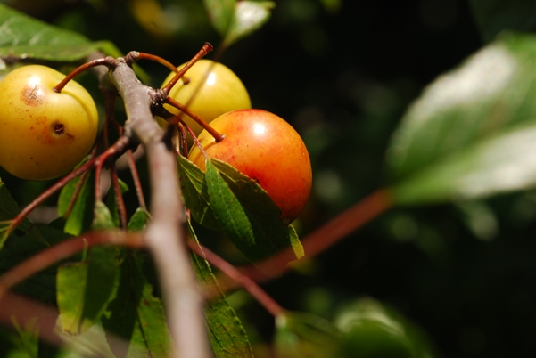{Prunus hortulana}